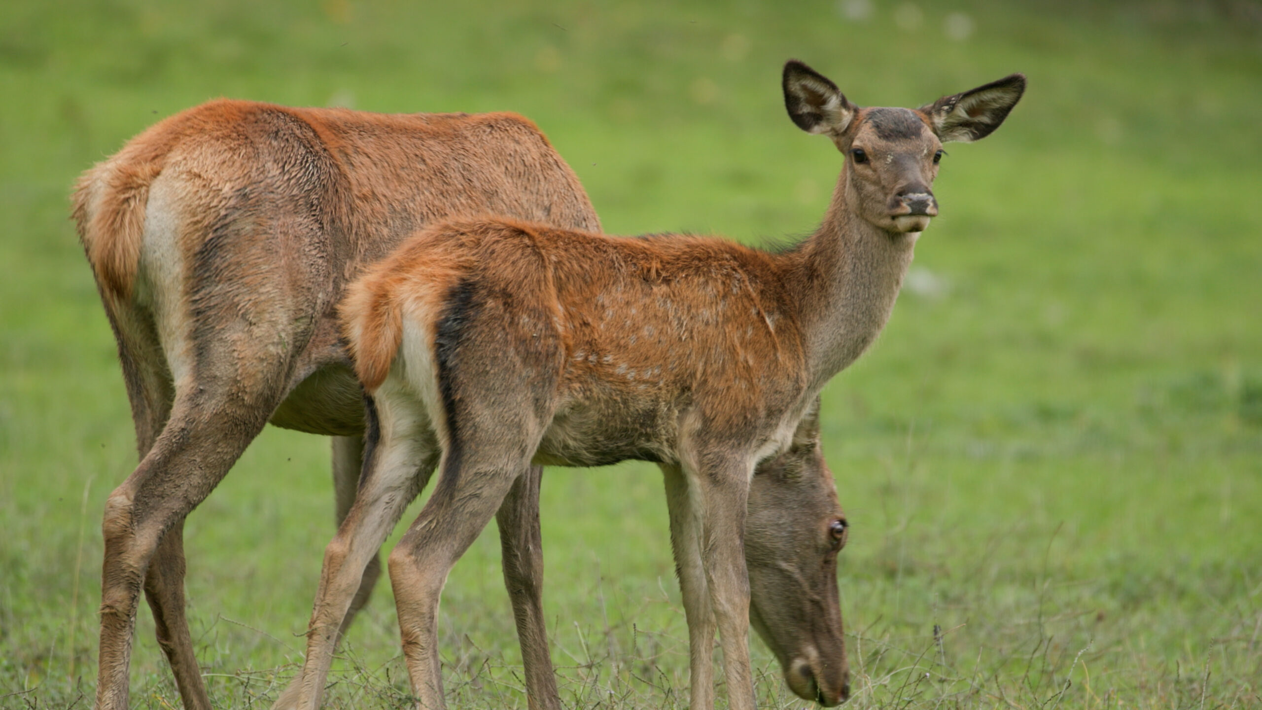 PATHS WE SHARE 251205 MASTER 4K (Draft 3).00_01_54_13.Still005