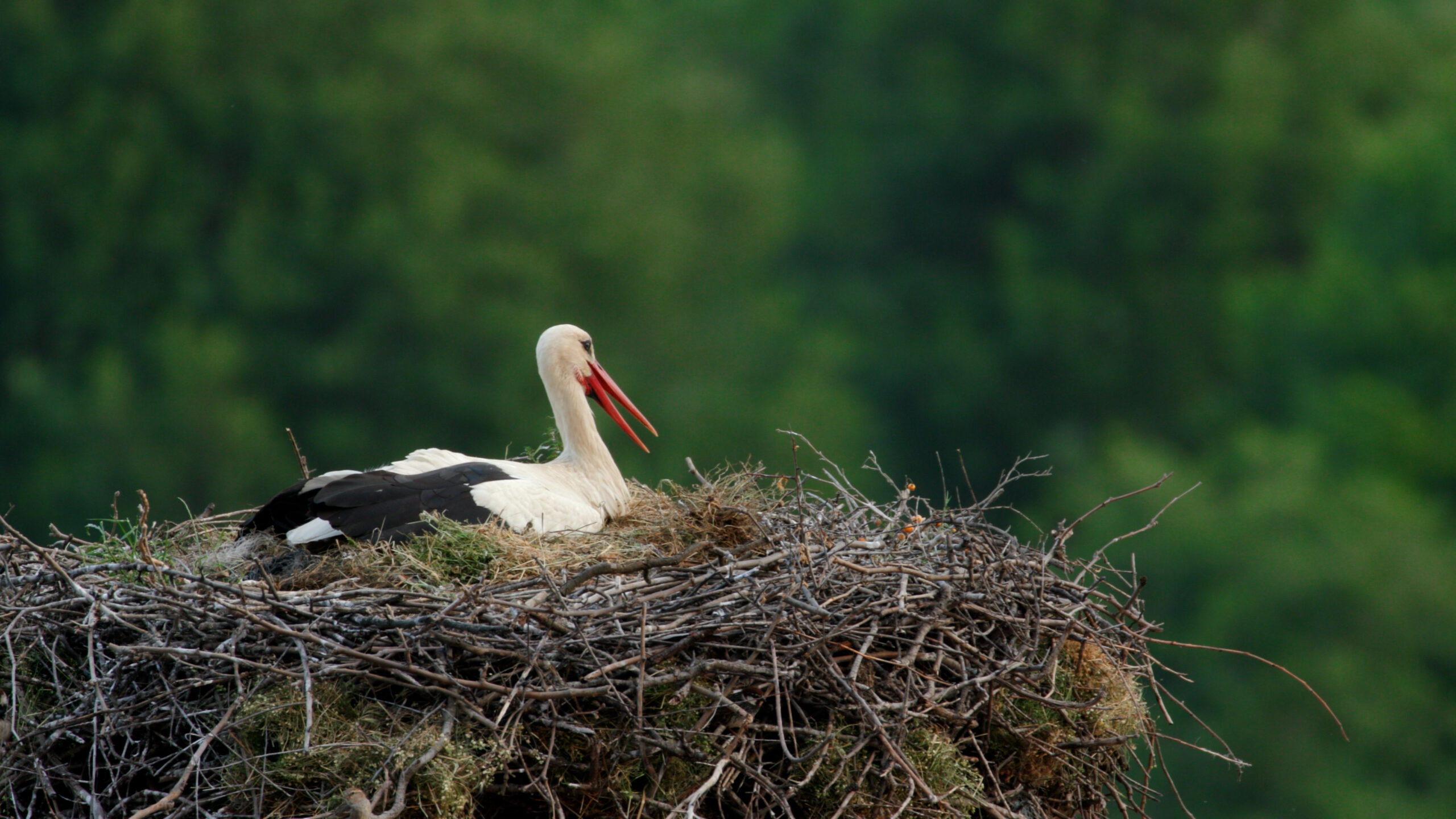 PATHS WE SHARE 251205 MASTER 4K (Draft 3).00_02_13_05.Still006