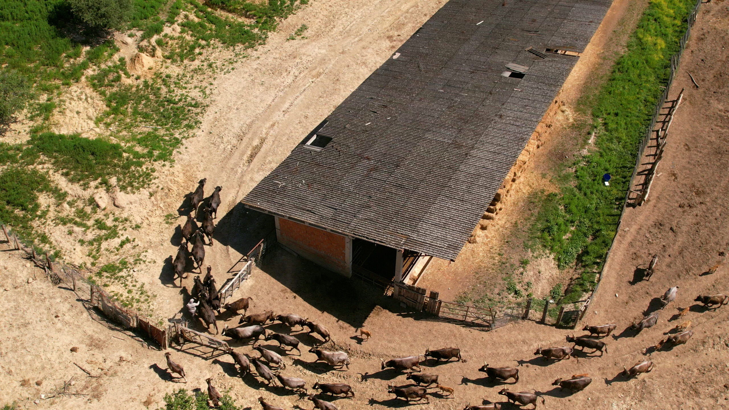 PATHS WE SHARE 251205 MASTER 4K (Draft 3).00_05_06_22.Still007