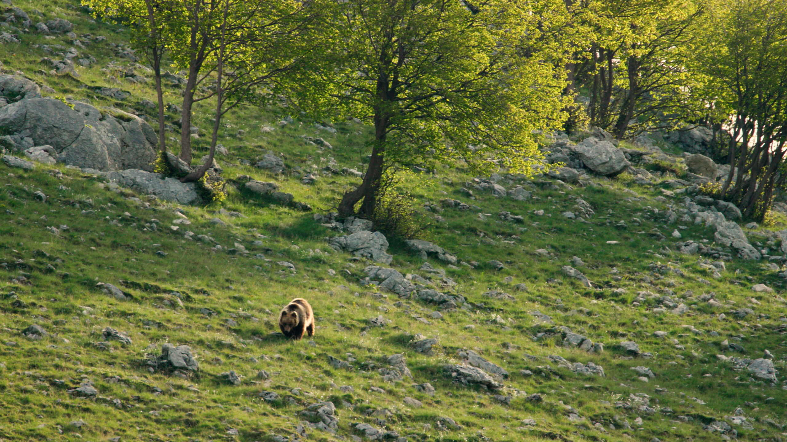 PATHS WE SHARE 251205 MASTER 4K (Draft 3).00_15_21_09.Still014